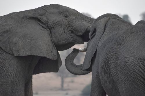 Free Two African elephants engaging playfully in a natural setting. Perfect for nature lovers. Stock Photo