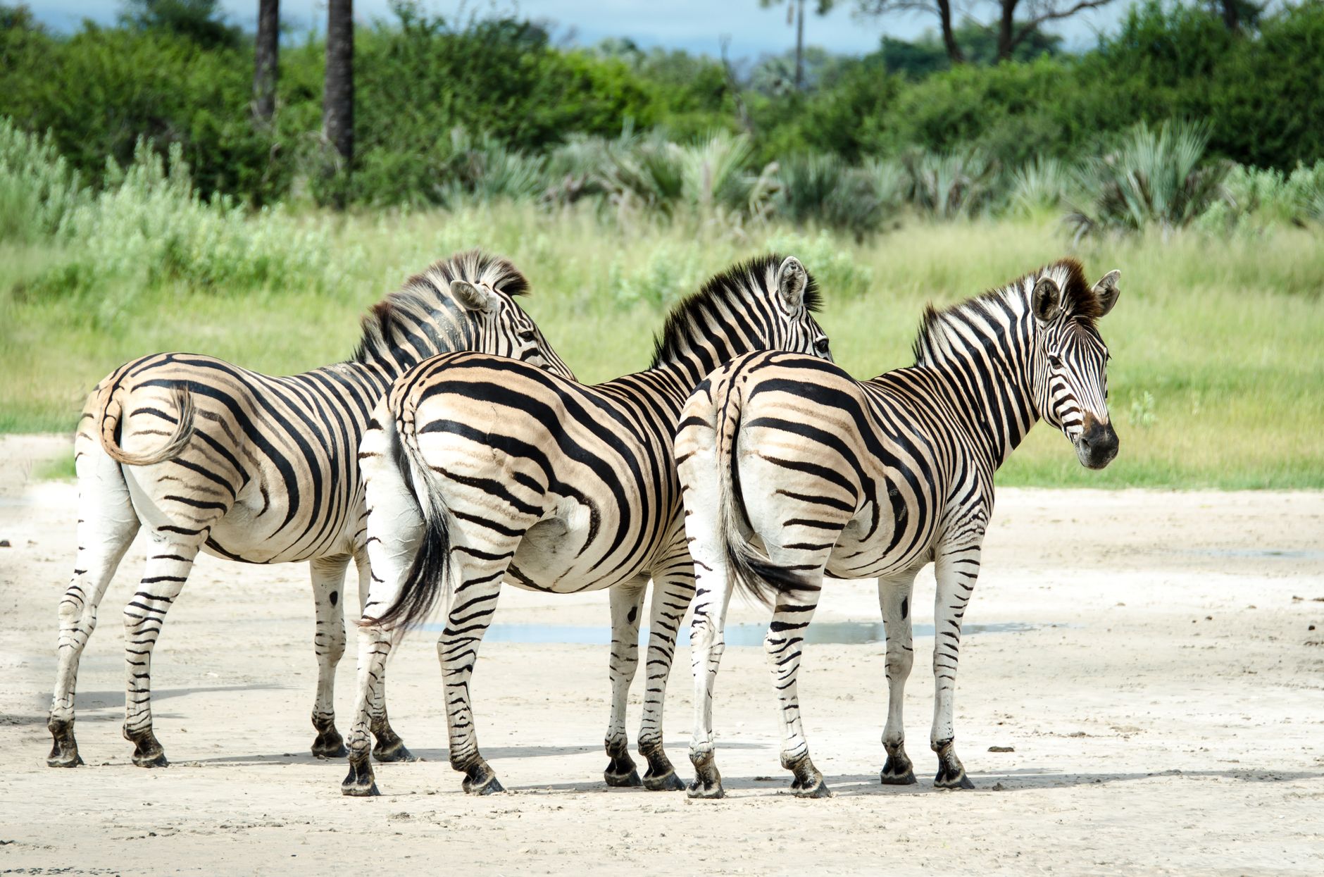A group of zebras standing on a sandy pathway with lush green background in a natural savanna setting.