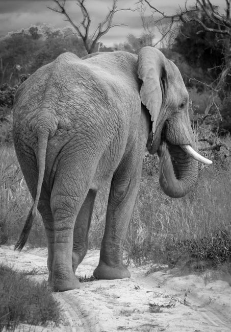 Black and white image of a majestic African elephant walking in the wild, showcasing its strength and beauty.
