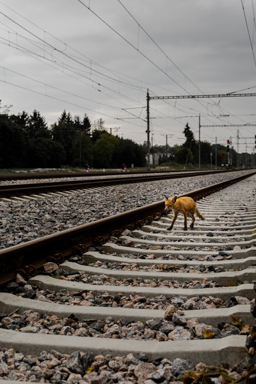 Gratis stockfoto met beest, dierenfotografie, spoorlijn