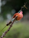 Selective Focus Photo of a Northern Carmine Bee-Eater Eating a Dragonfly