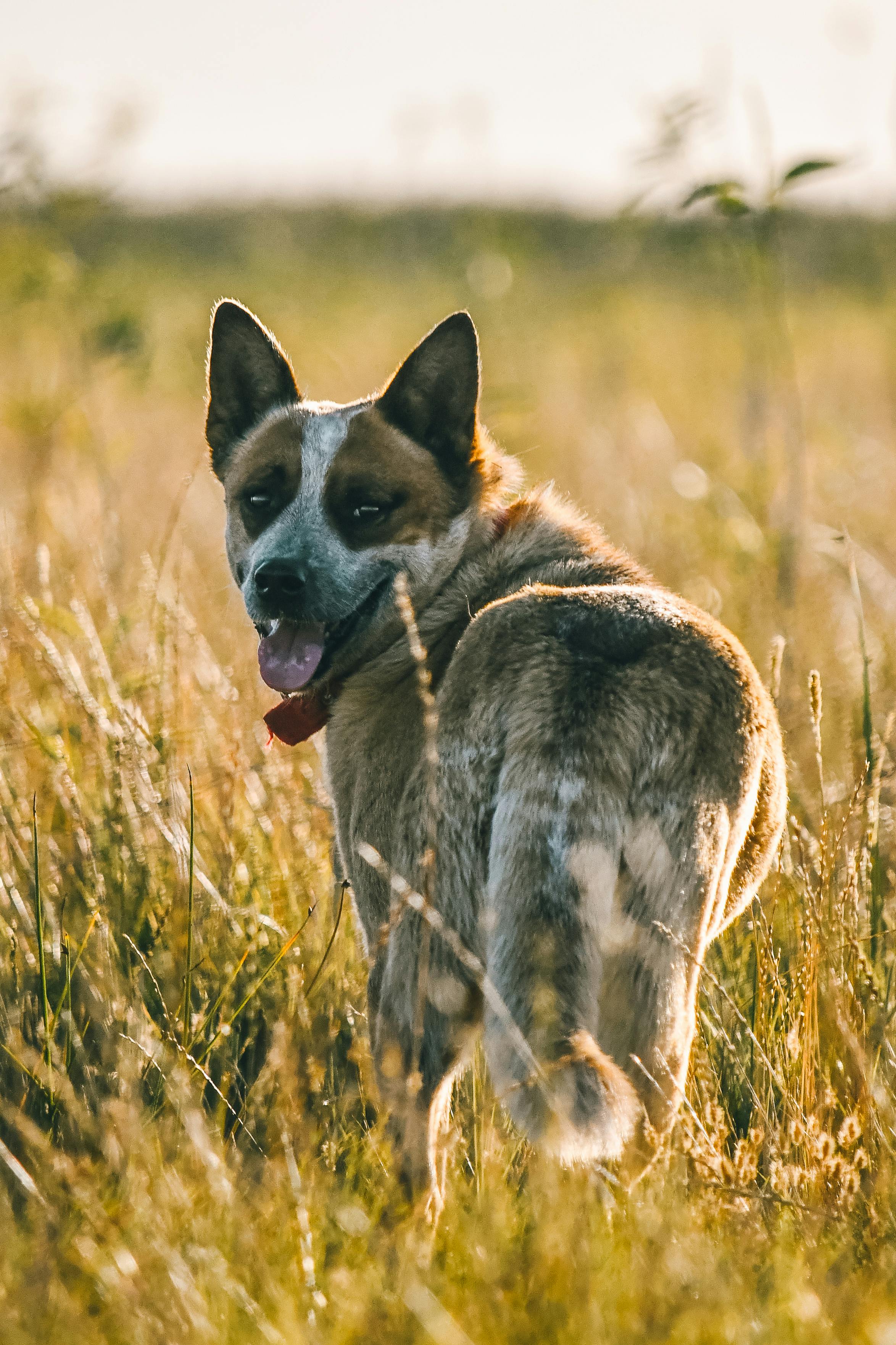 black and white australian cattle dog