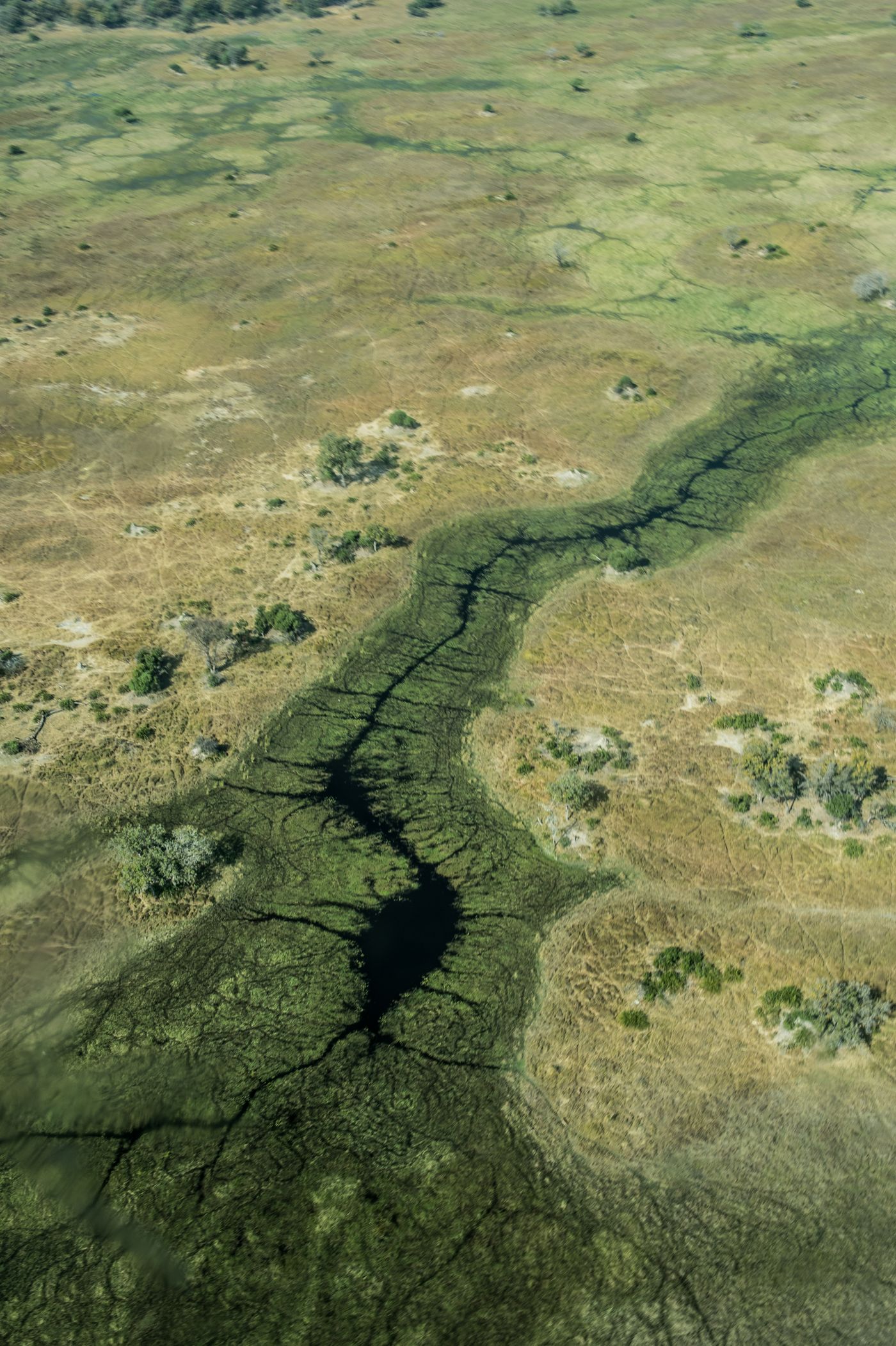 Aerial view of the Okavango Delta showing a winding water channel threading through green floodplain grassland
