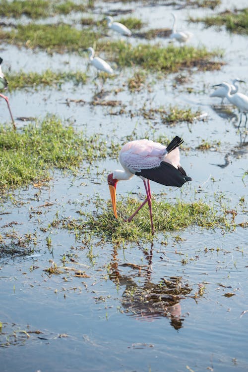 Black and White Wood Stork Walking on Water