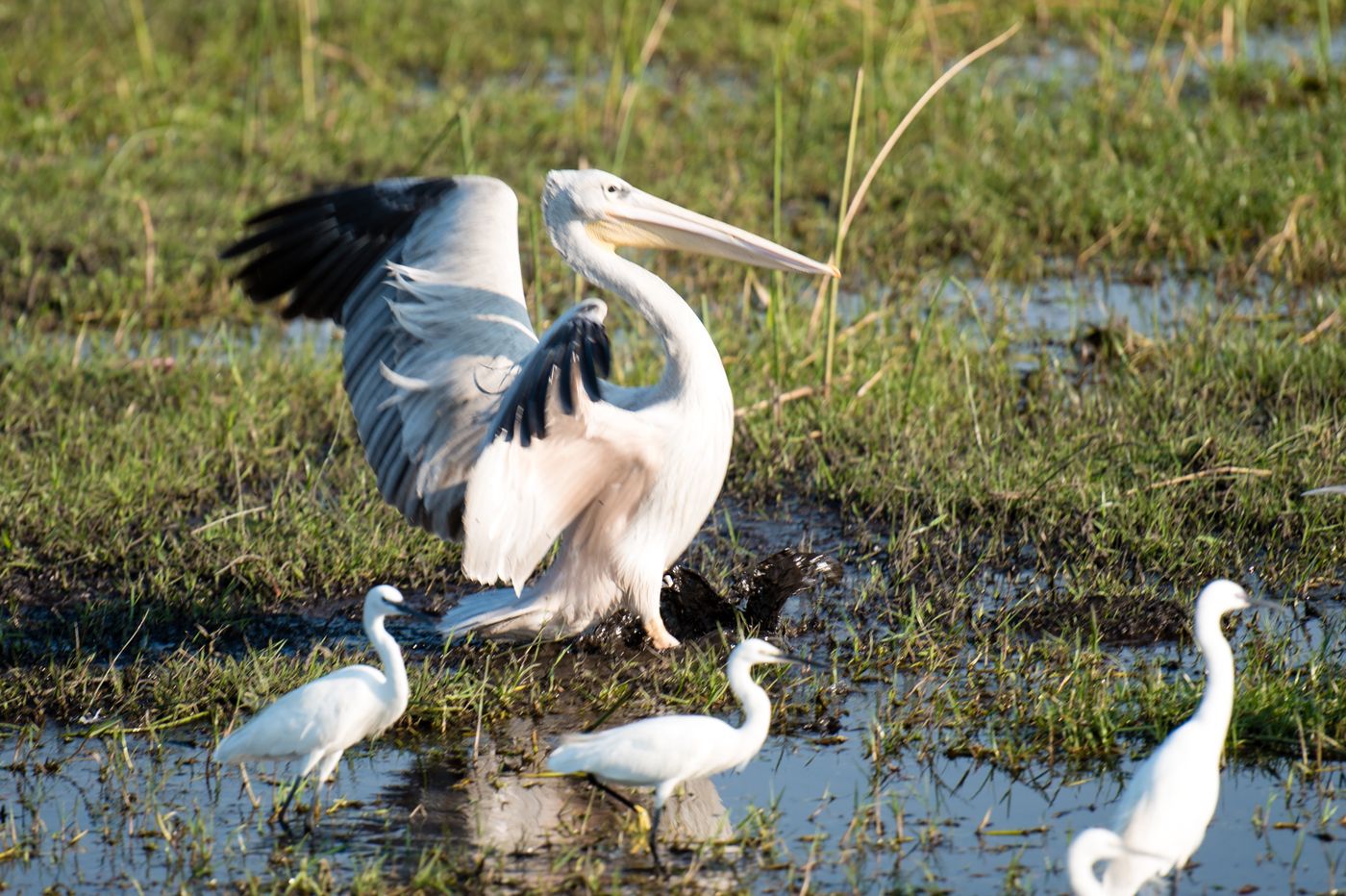 A great white pelican landing in wetland with egrets in the Okavango Delta, Botswana