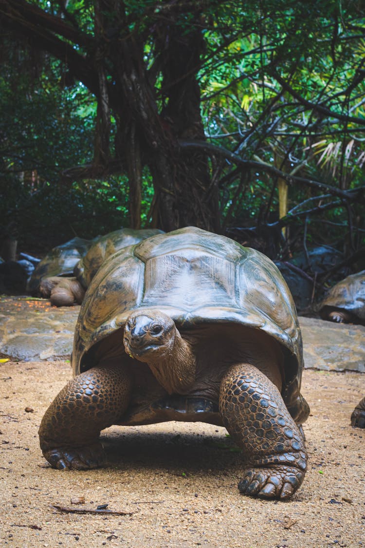 Photograph Of A Galapagos Giant Tortoise On Brown Sand