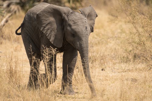 Foto d'estoc gratuïta de animal, bagul, elefant