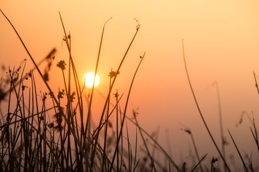 Serene view of the sunrise through silhouetted grass evokes peace and natural beauty.