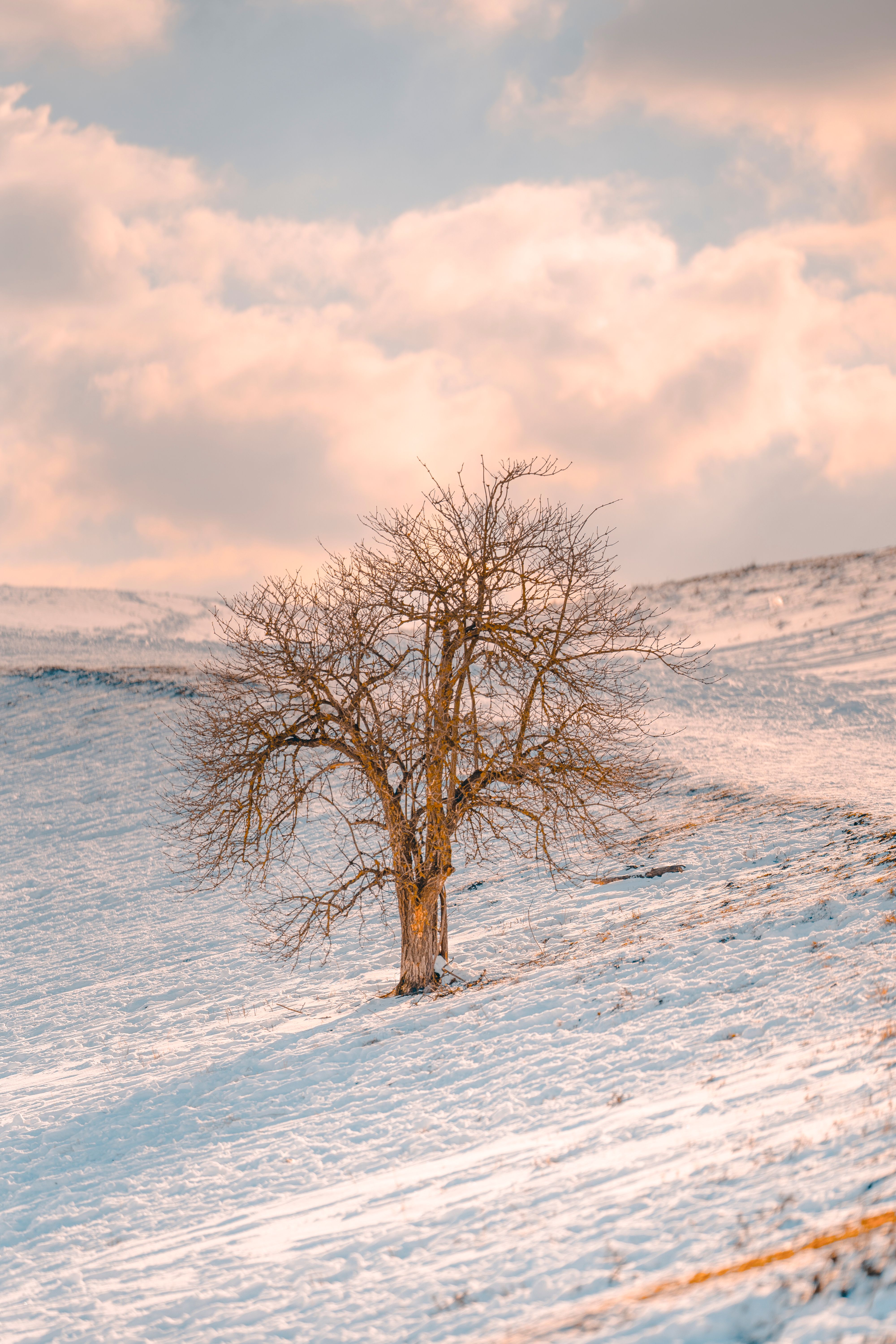 Leafless lush tree covered with snow · Free Stock Photo