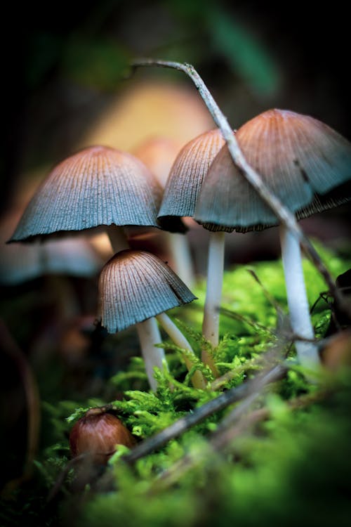 Free Close Up Shot of Mushrooms Stock Photo