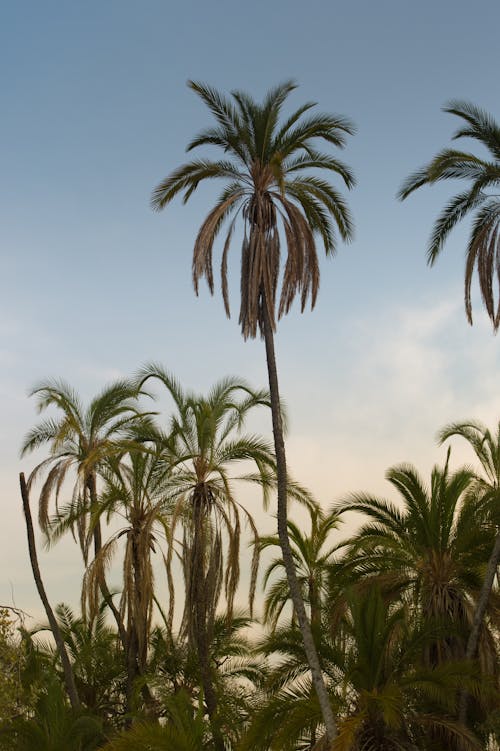 Coconut Trees Under Blue Sky