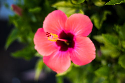 Free stock photo of blooming flowers, hibiscus Stock Photo