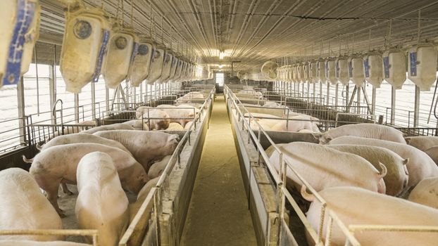 Groups of Pigs in Pigpens