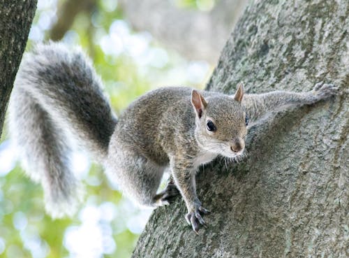 Free Close-Up Shot of a Squirrel  Stock Photo