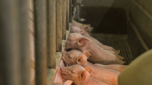 Free Pink Pigs on Brown Wooden Cage Stock Photo