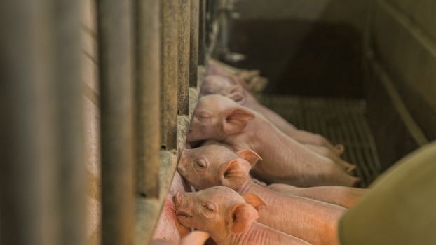 Adorable piglets feeding in a barn, showcasing farm life and livestock care.