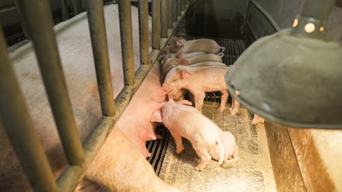 Little Piglets Suckling their Mother Separated by Cage