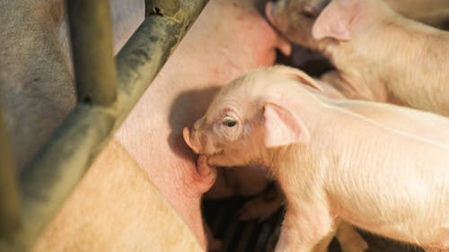 Piglets Suckling their Mother in a Cage 