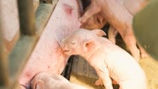 Close-up of Piglets Suckling their Mother in a Cage