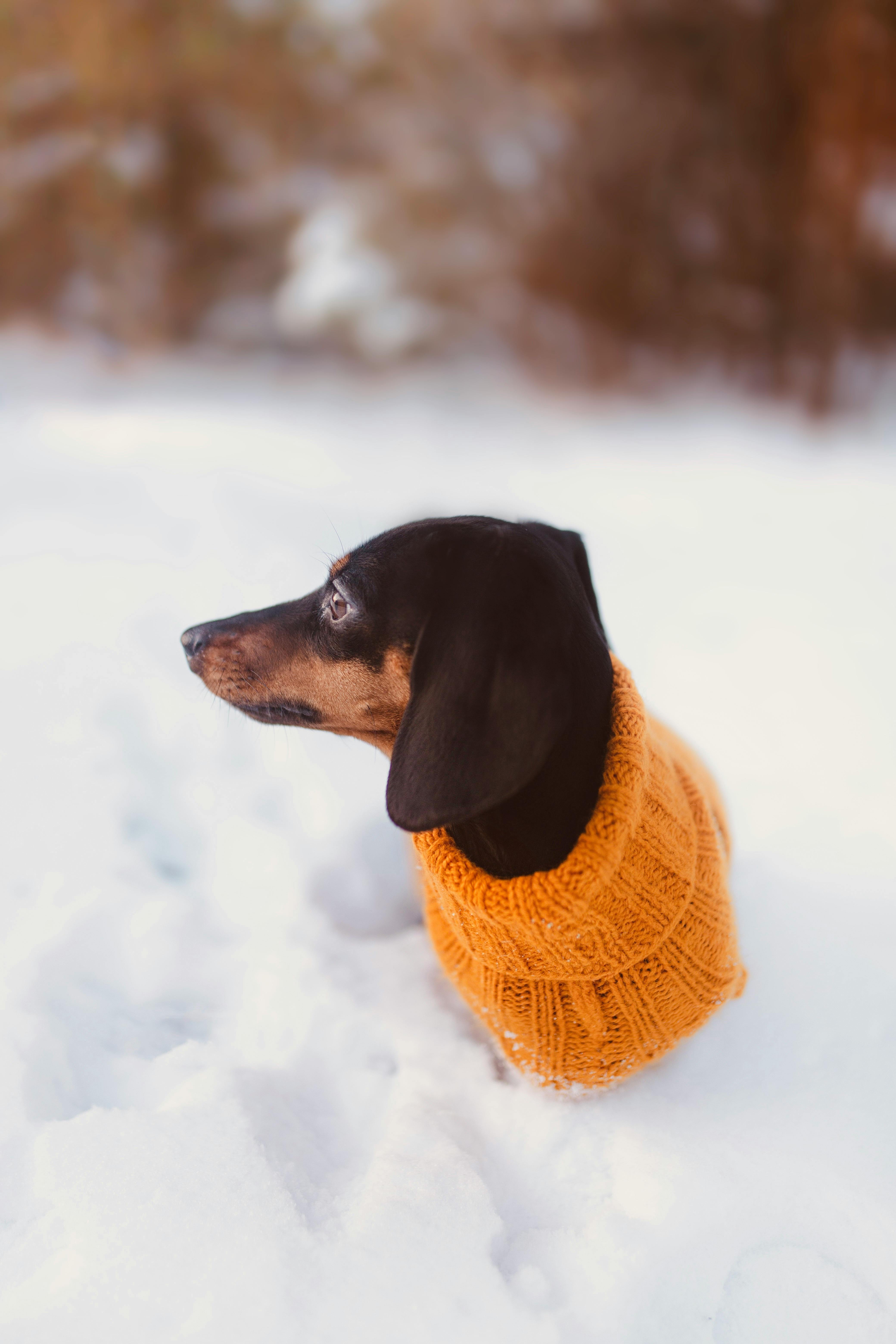 cute dachshund in bright yellow sweater in snow