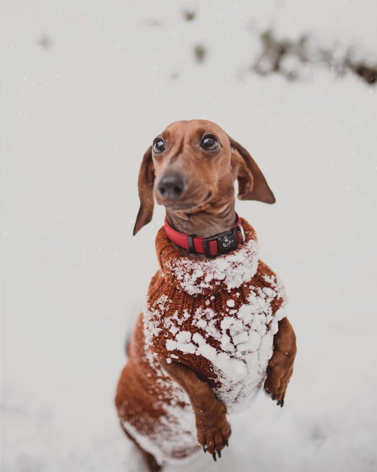 Cute Brown Dachshund Puppy Playing In Snow