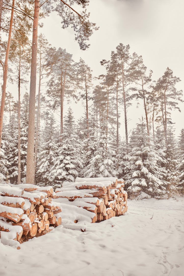 Heap Of Wood Near Tall Trees