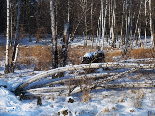 Free stock photo of birch, bog, vibe Stock Photo