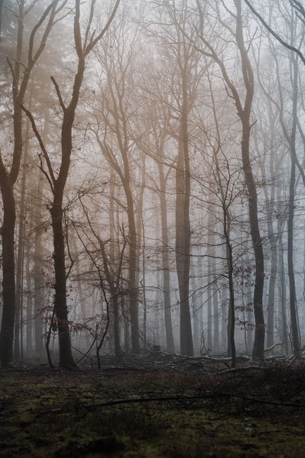 A moody forest scene with bare trees and fog creating a mystical atmosphere.