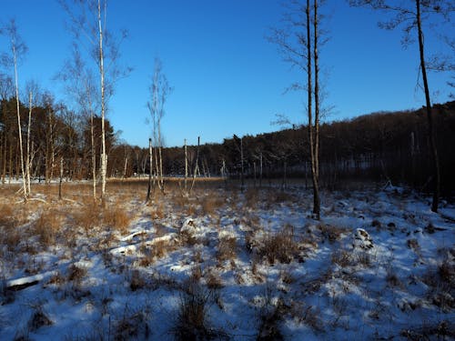 Free stock photo of birch, bog, snow