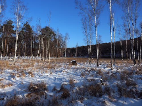 Kostnadsfri bild av björk, kall, mosse