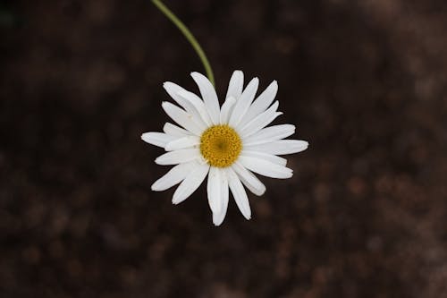 Foto d'estoc gratuïta de flor, flor blanca, margarida