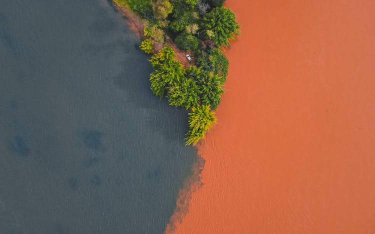 Green Forest Growing Near Confluence Of Rivers