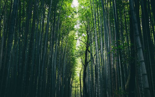 Forest Covered With High Bamboo Trees 