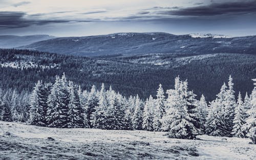 Бесплатное стоковое фото с горы, деревья, зима