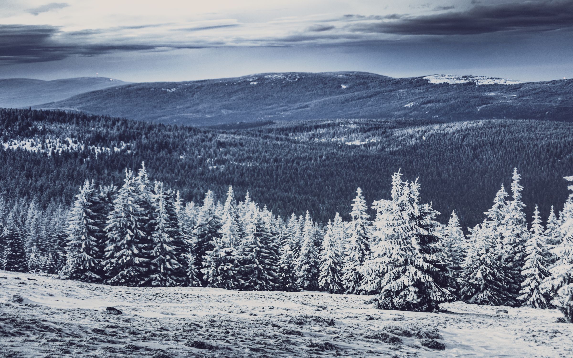 Pine Trees Covered in Snow Under Blue Sky · Free Stock Photo