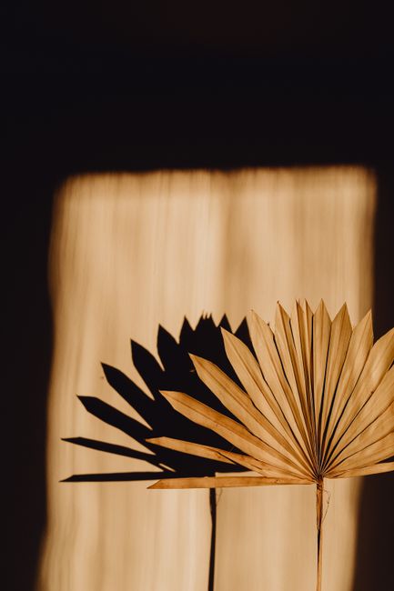 Close-up of dried palm leaf casting a shadow against a sunlit wall with warm tones.