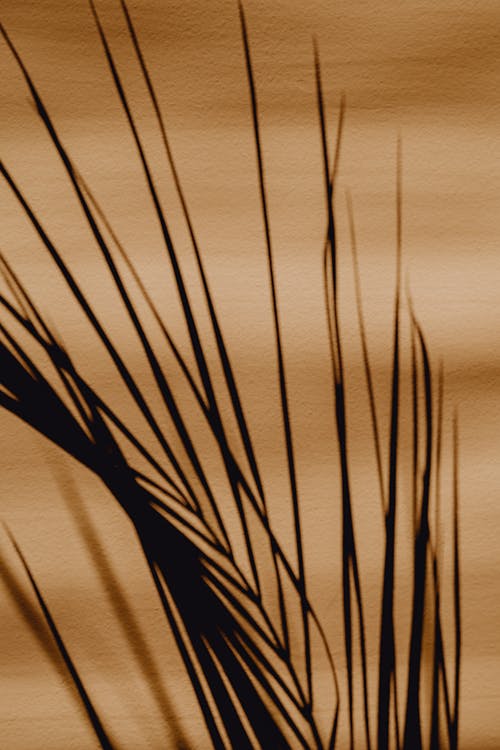 エキゾチック, ヌードの背景, ヤシの木の無料の写真素材