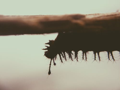 Black Catterpillar on Brown Branch