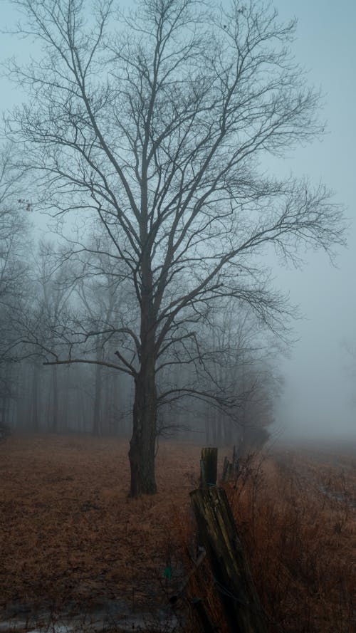 Free stock photo of fog, haze, rural