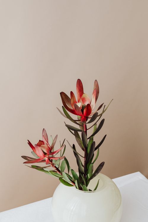 Free Minimalist portrayal of red leucadendron flowers arranged in a stylish white vase. Stock Photo
