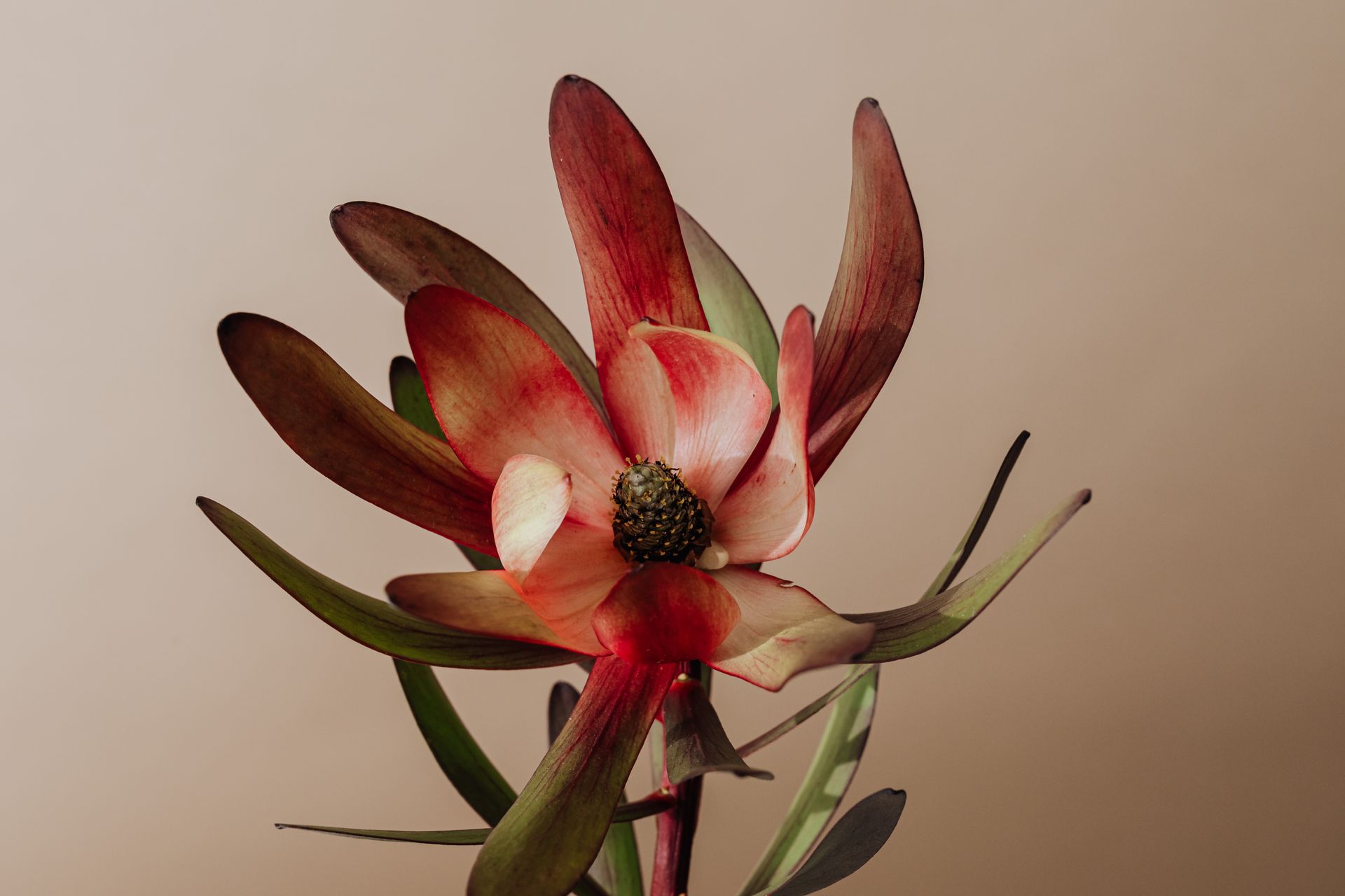 Closeup Shot of a Flower