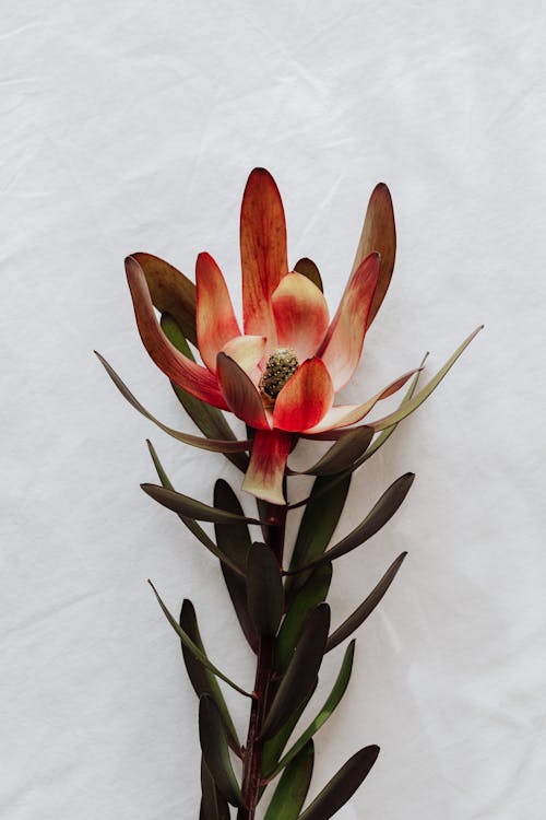 Darmowe zdjęcie z galerii z kwiat, leucadendron, liście