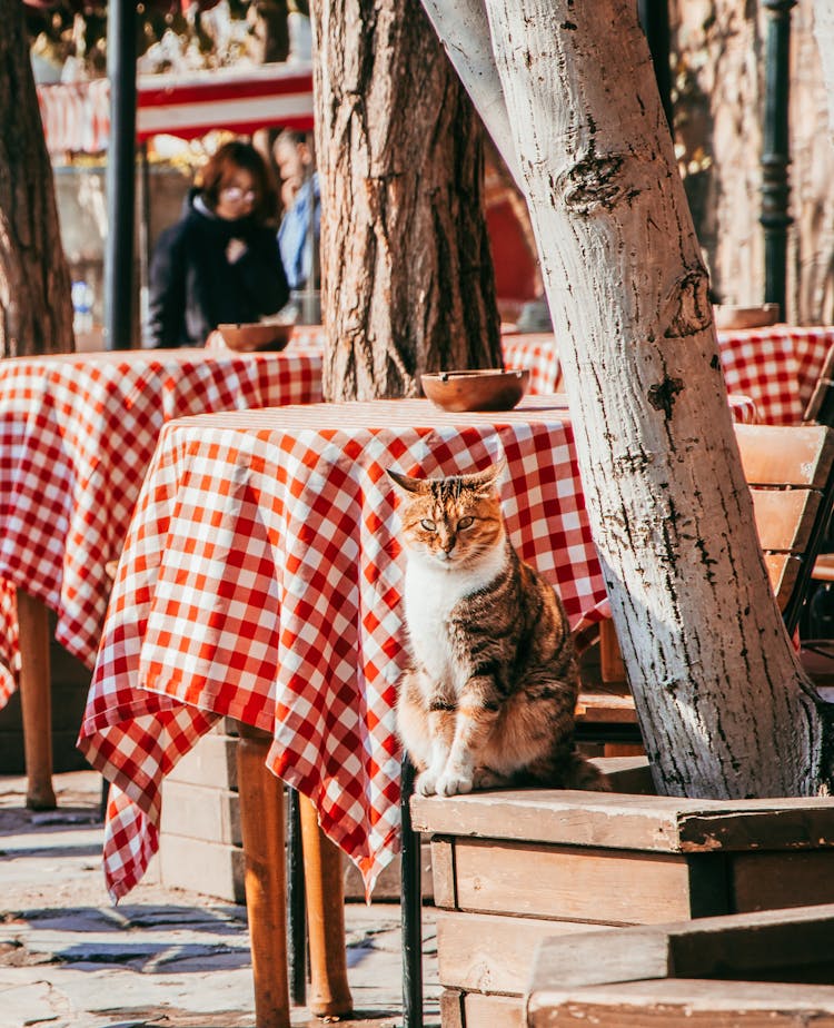 Cat Sitting Near Cafe Tables Outdoors