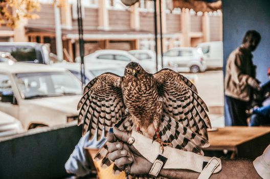 Brown and Black Bird Perched on a Person's Hand