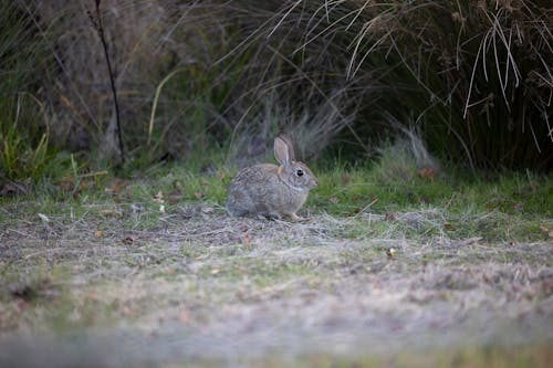 Fotos de stock gratuitas de al aire libre, animal, césped