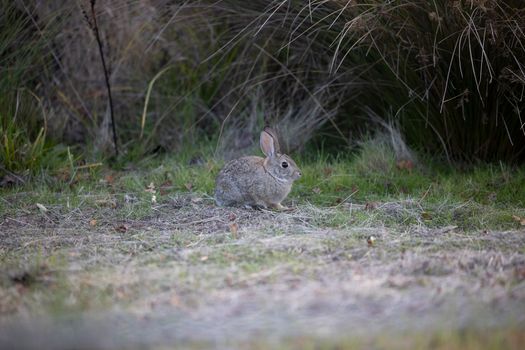 Close-up of a wild rabbit in the grasslands of Rancho Cordova, California.