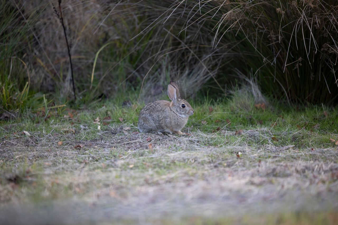 close up of a wild rabbit in the grasslands of rancho cordova californ