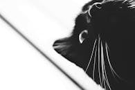 黑白特写艺术照：猫脸胡须突出