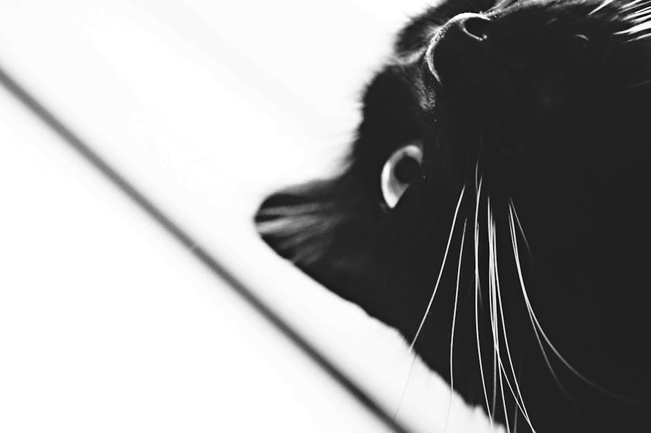 Free stock photo of animal, black and white, black cat