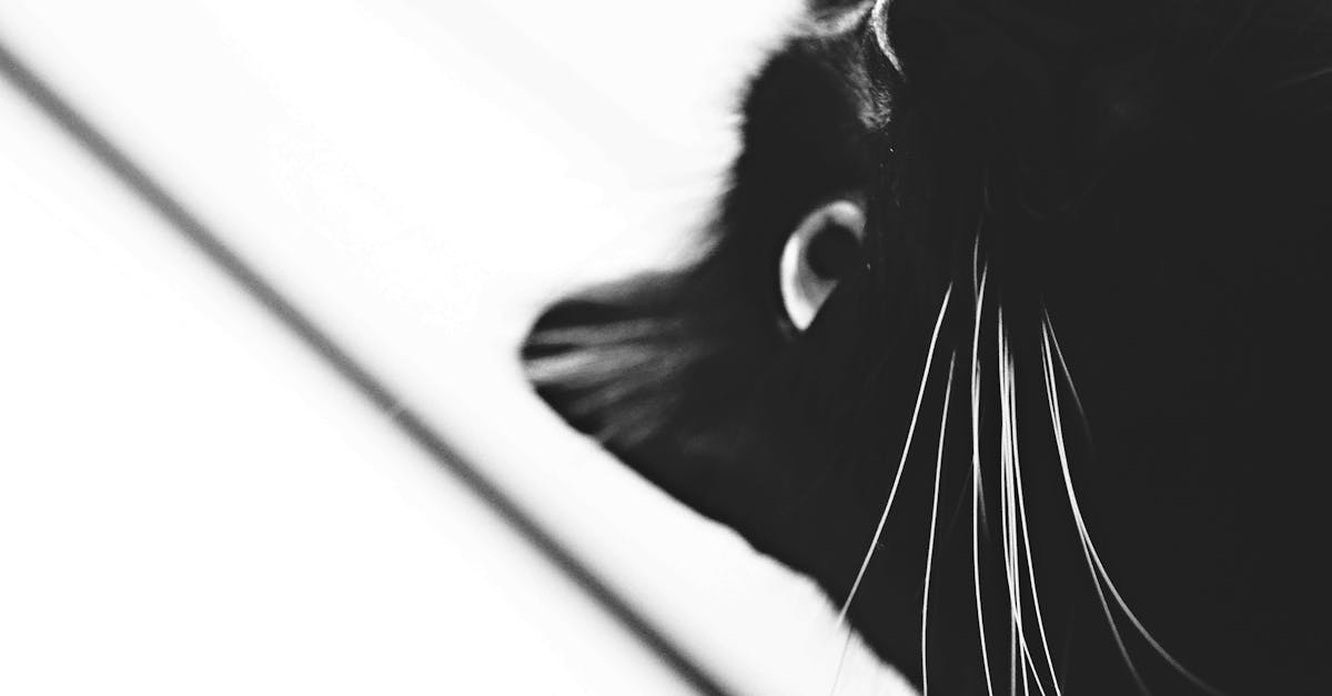 Free stock photo of animal, black and white, black cat